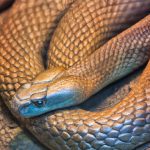 Najbardziej jadowity wąż na świecie - który to?
