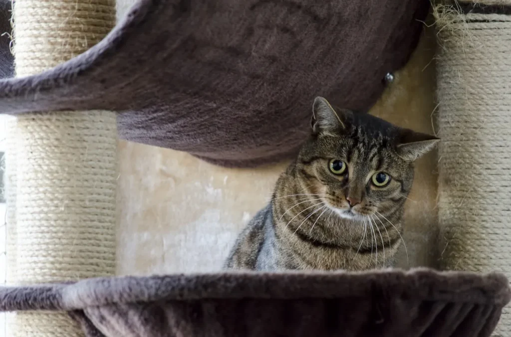 jak zrobić drapak dla kota