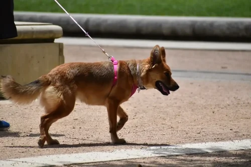 Jak nauczyć psa chodzić na smyczy? Wasze spacery mogą być spokojniejsze!
