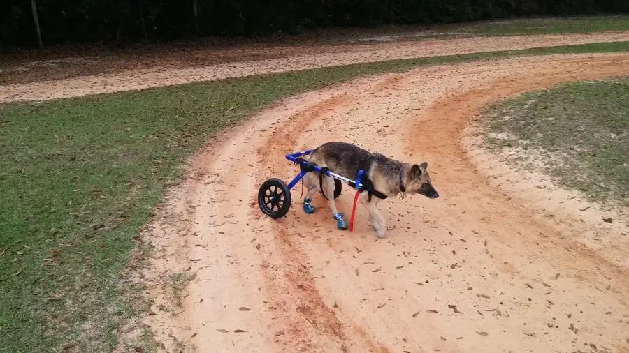 Wózek inwalidzki dla psa – jak go zrobić?